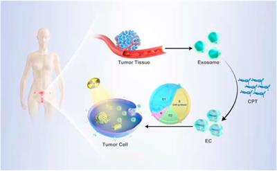 Camptothecin Delivery via Tumor-Derived Exosome for Radiosensitization by Cell Cycle Regulation on Patient-Derived Xenograft Mice